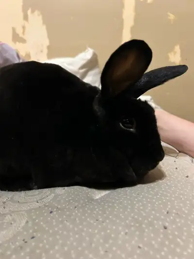 mini Rex bunnies, View more