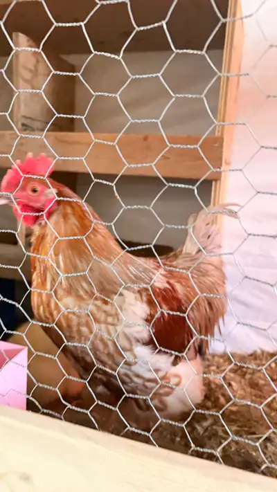  lavender Orpington X Rhode Island red rooster, View more