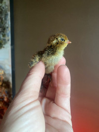 Coturnix quail chicks and more 