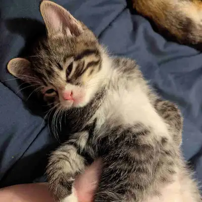 Female Tabby Kitten, View more