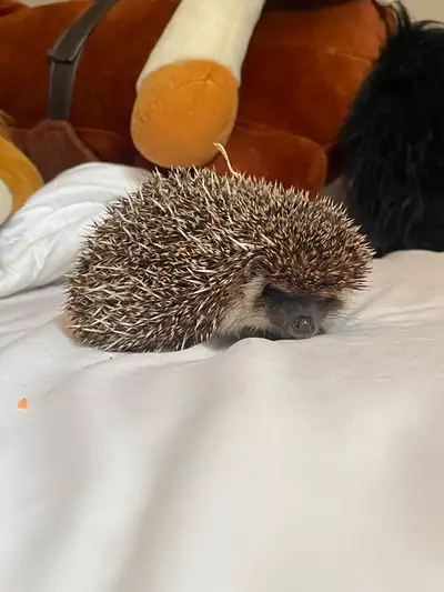 Hedgehog, View more