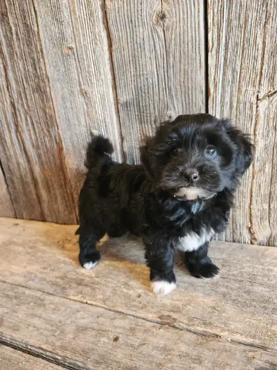 Adorable Maltipoo, View more