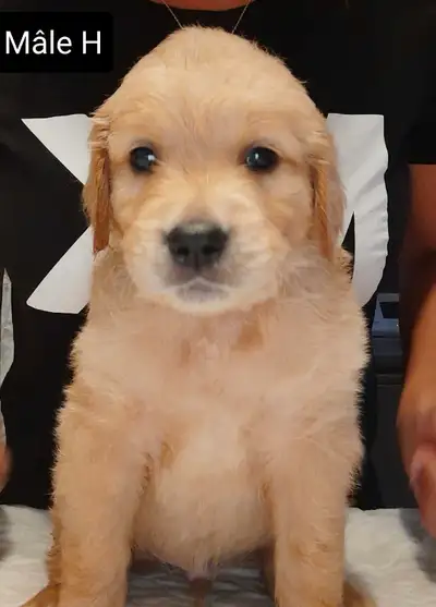 Chiots provenant de parents exceptionnelement doux, sociable, docile et calme. Ils auront 8 semaines...