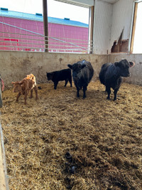 Beef cow/calf pairs