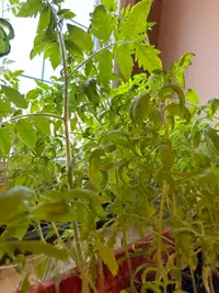 Tomatoes/ Tomato Plants/ Garden Tomatoes