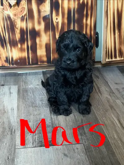 F2 Bernedoodle puppies, View more