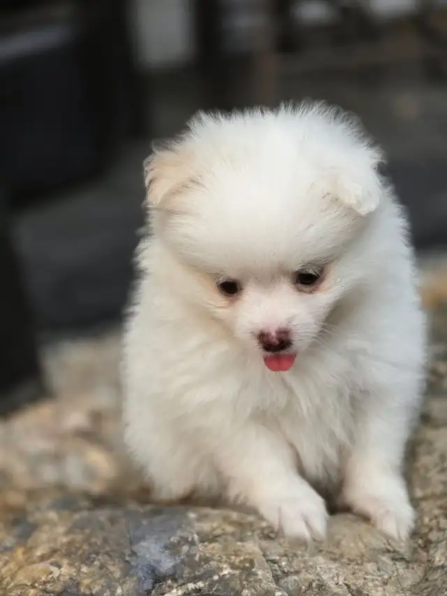 5 Beautiful purebred Pomeranian puppies in Dogs & Puppies for Rehoming in Penticton - Image 3
