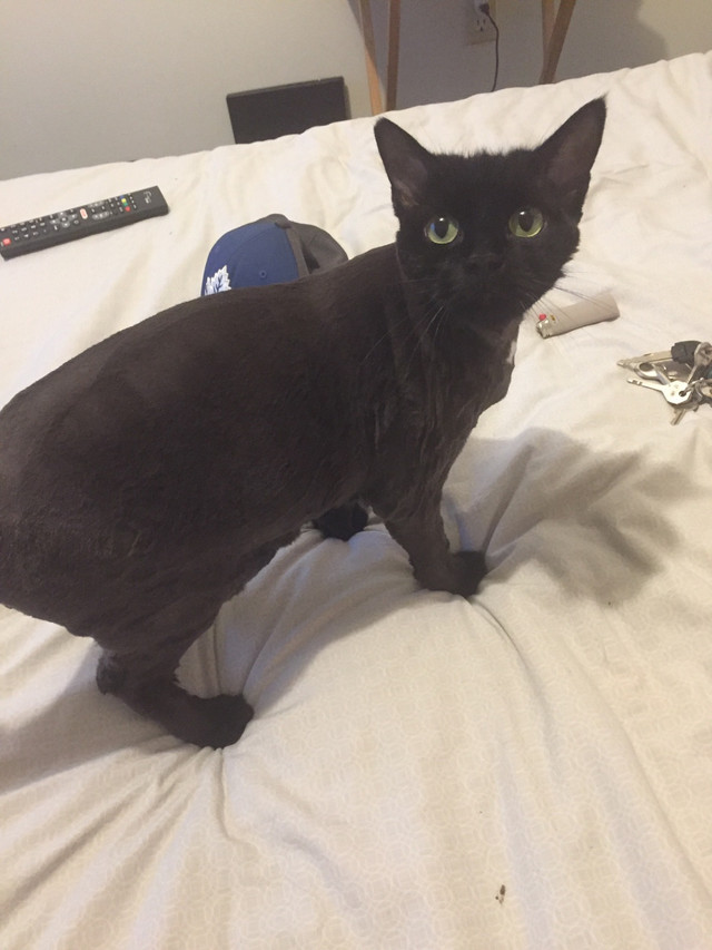 Black female cat fixed. Need her gone asap Cats & Kittens for Rehoming Cape Breton Kijiji