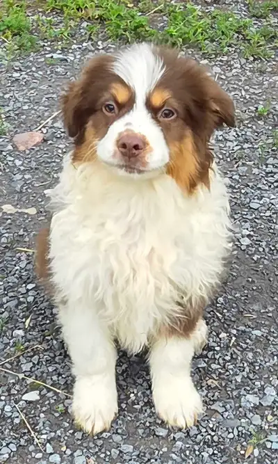 MINIATURE Australian shepherd, View more