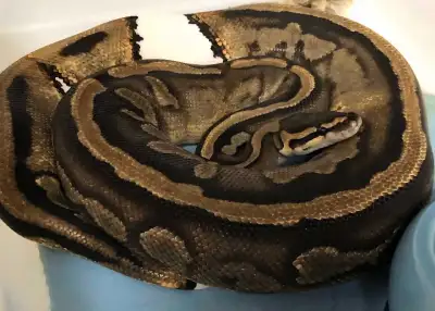 Female Pied, low white. Has produced really nice snakes over the years. Hasnt been bred in last 3 ye...