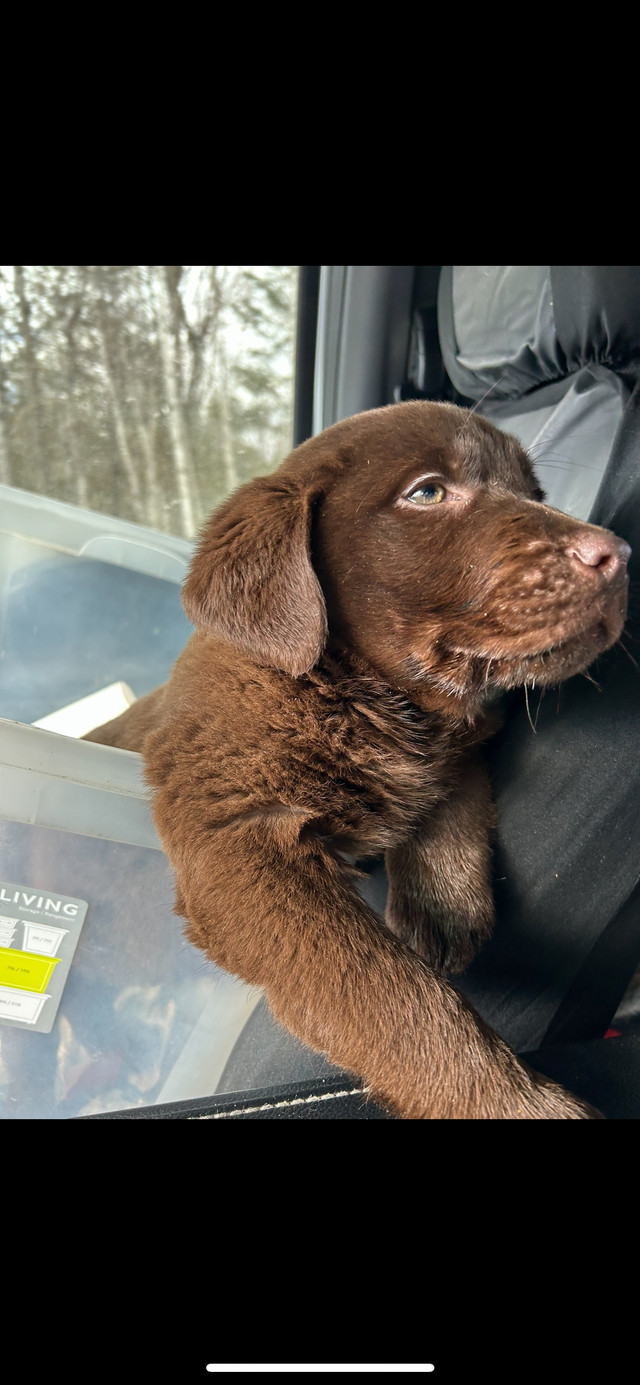 Chiot labrador anglais prêt à partir  dans Chiens et chiots à adopter  à Longueuil/Rive Sud - Image 3