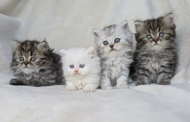 Chaton persan Adorable et Très affectueux in Cats & Kittens for Rehoming in Victoriaville - Image 10