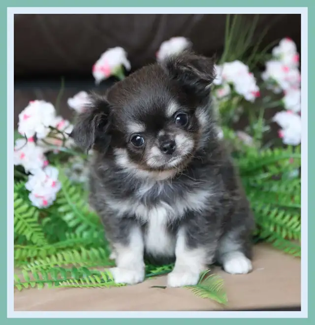 Very Fancy- White, Black tri, Blue tri, white  Chihuahua puppie in Dogs & Puppies for Rehoming in City of Toronto - Image 6