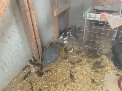 large assortment of  naturally hatched and raised keets. , View more