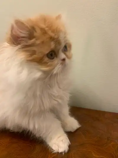 3 Persian kittens ready, View more