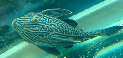 Watermelon Royal pleco, View more
