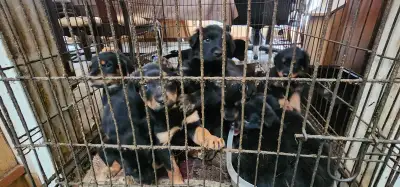 Rottweiler puppies, View more