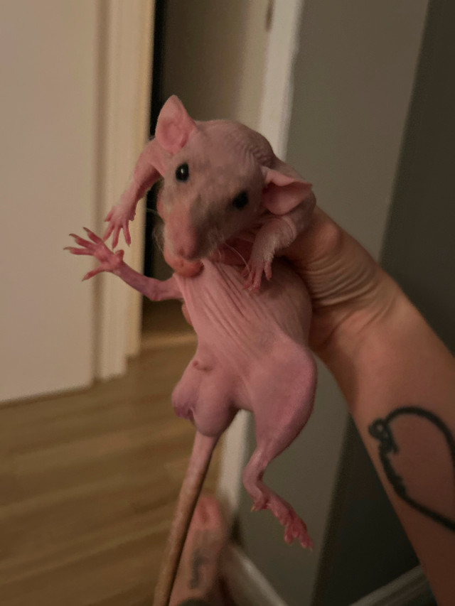 Bébé rat mâle à donner dans Petits animaux à adopter  à Ouest de l’Île