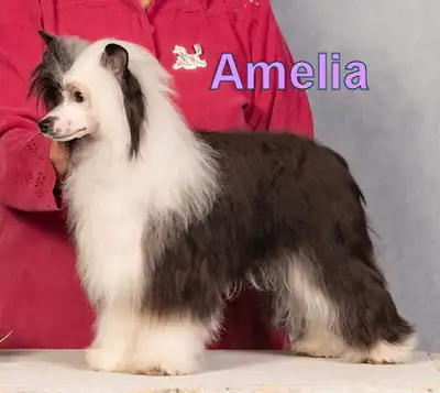 Chinese Crested of various ages available, View more