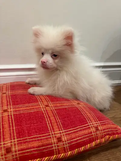 Pomeranian puppy, View more