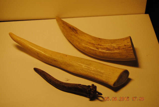 Deer Antler Horn 3 X Ends in Arts & Collectibles in Vancouver - Image 2