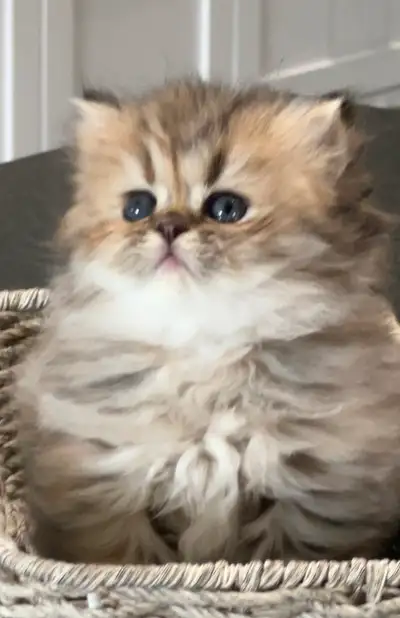 Beautiful Golden Persian Kittens  – Available, Voir plus