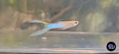 Blue Double Sword Guppy, View more