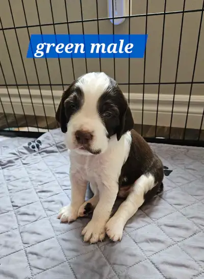 Update... just 2 pups left looking for homes they are 2.5 weeks old their eyes are open and starting...