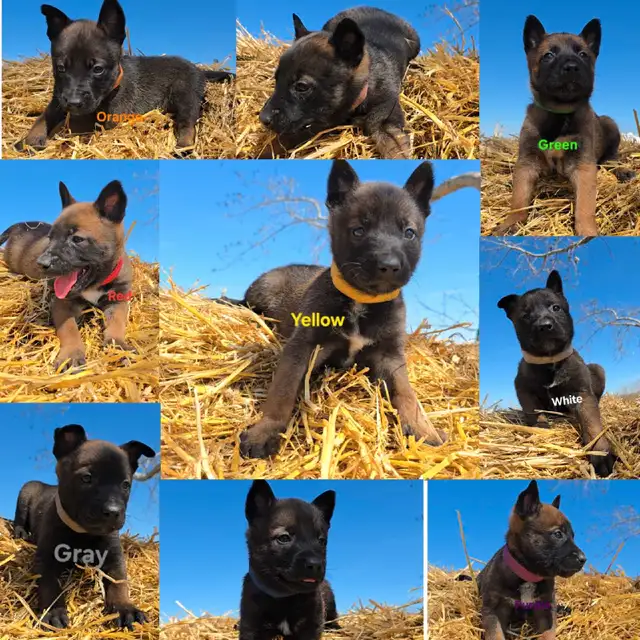 REGISTERED Belgian Malinois in Dogs & Puppies for Rehoming in Edmonton - Image 8