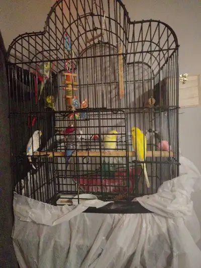 budgies for sale, View more