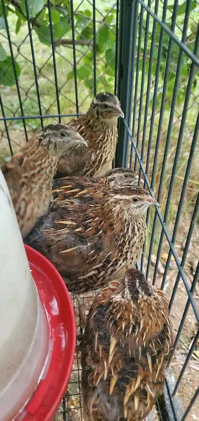 Japanese Quails , View more