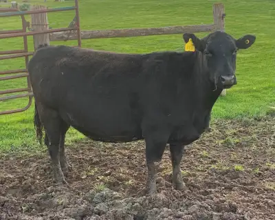 Beef Cows, View more