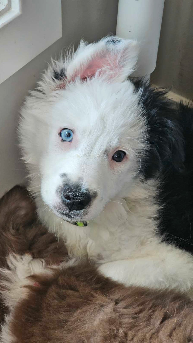 Mini Australian Shepherd x - Ready for new homes! in Dogs & Puppies for Rehoming in Edmonton