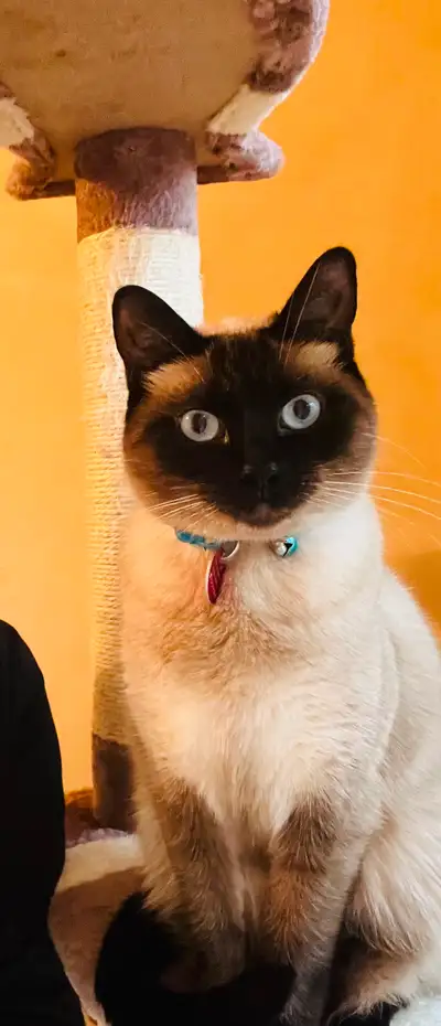 Siamese Cat needs good home, View more