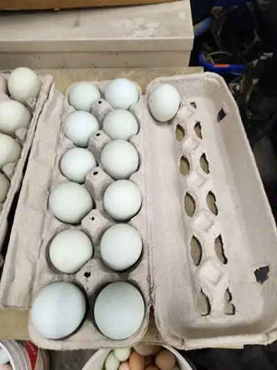 americauna hatching eggs mixed breed, View more