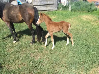 Pony filly, View more