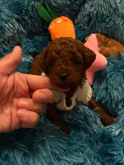 so beautiful dark red toy poodles puppies, View more