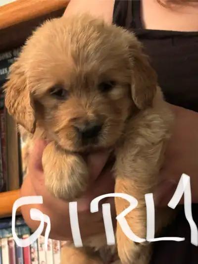 Golden Retriever Puppies for sale, View more
