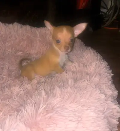 purebred Chihuahua, View more
