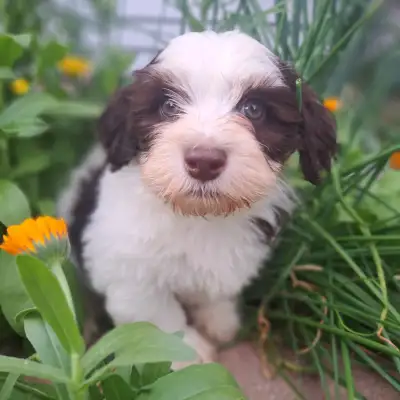 Havanese Puppies, View more