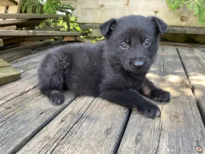 BEAUTIFUL BLACK GERMAN SHEPHERD PUPPY $950, View more