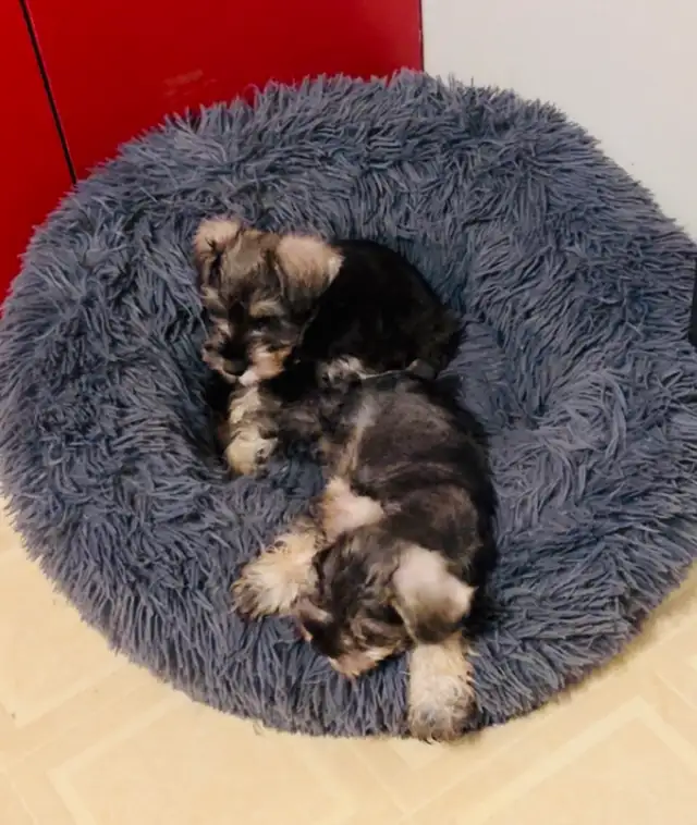 Miniature Schnauzer Puppies in Dogs & Puppies for Rehoming in Brandon - Image 2