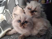 Adorable fluffy flat faced himalayan females