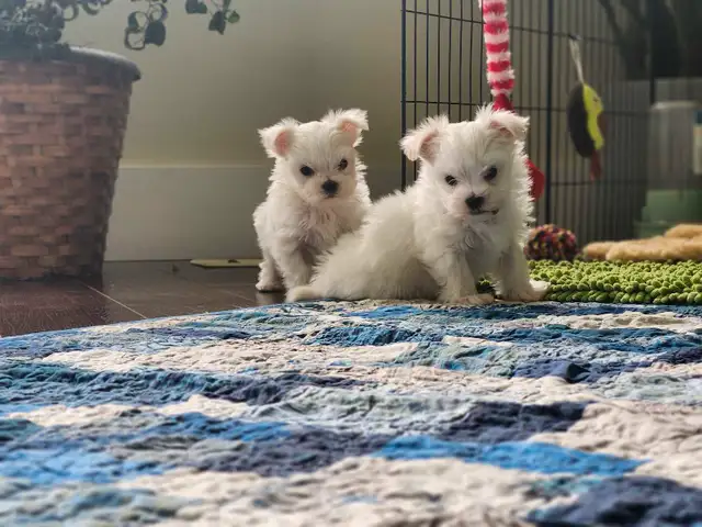 ❤️Beautiful TINY  TOY size Maltese - one female left❤️! in Dogs & Puppies for Rehoming in Edmonton - Image 5