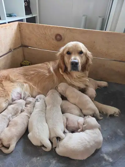 golden retriever puppies, View more