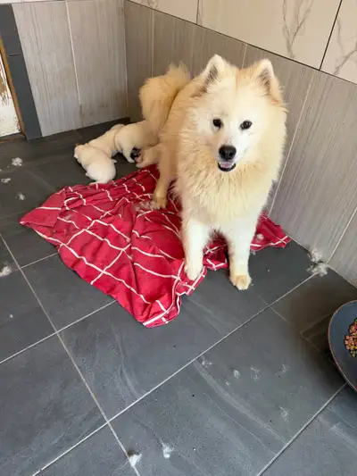 Samoyed purebred,Samoyède de race pure, View more