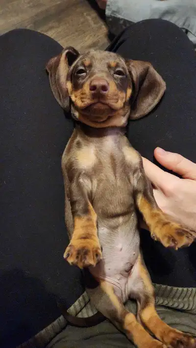 Dachshund puppy, View more