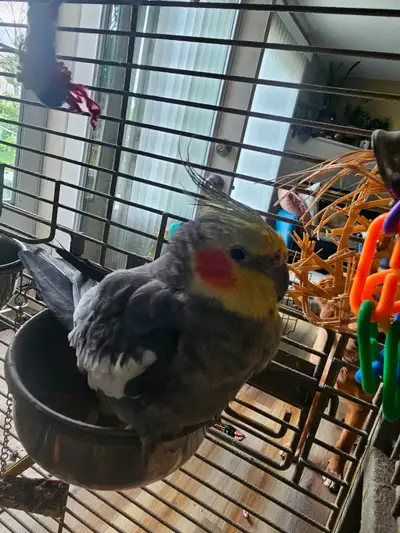 Friendly tame cockatiel for sale with cage and carrier, View more