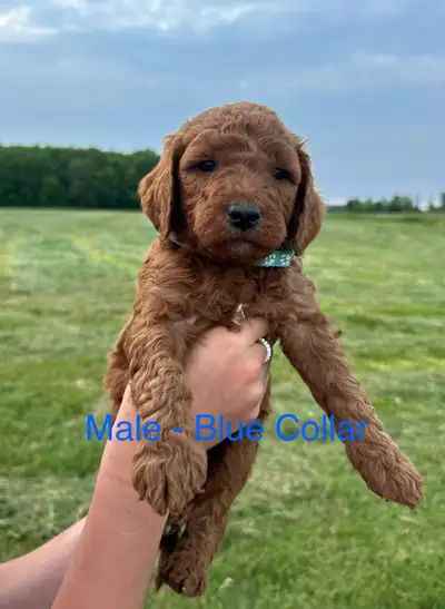 F1b Goldendoodle Puppies, View more