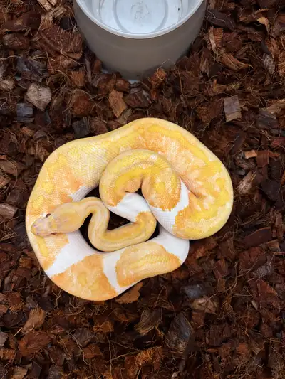Male Yellowbelly dreamsicle ball python, View more